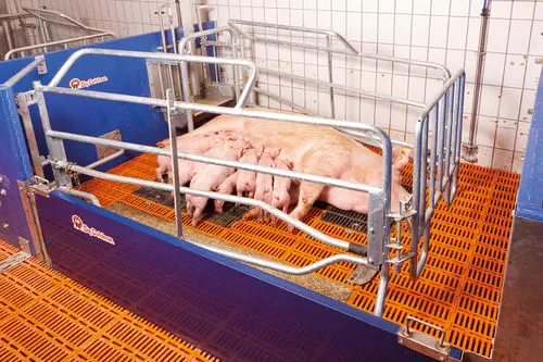 田舎の子豚 田舎の夏 . . . GFX50Sⅱ + GF35-70mm . . #gfx50sii #夏休み