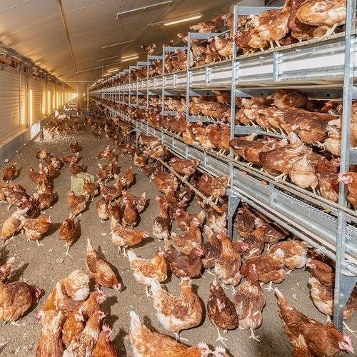 産卵鶏用鳥小屋システム - NATURA Nova & NATURA Nova Barn - Big Dutchman