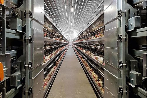 チェーン自動給餌システム - FC-V feed cart - Big Dutchman - 家禽用