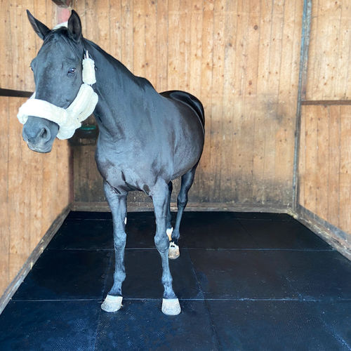 ゴム製フロアマット - PADDOCK - IDS Agri - 馬の飼育 / 滑り防止