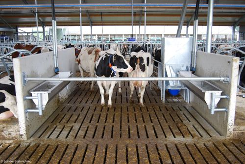 家畜門 - Barrier Gate, Basic/Spring loaded - Spinder Dairy Housing Concepts - 安定 / 牛用 / 金属製