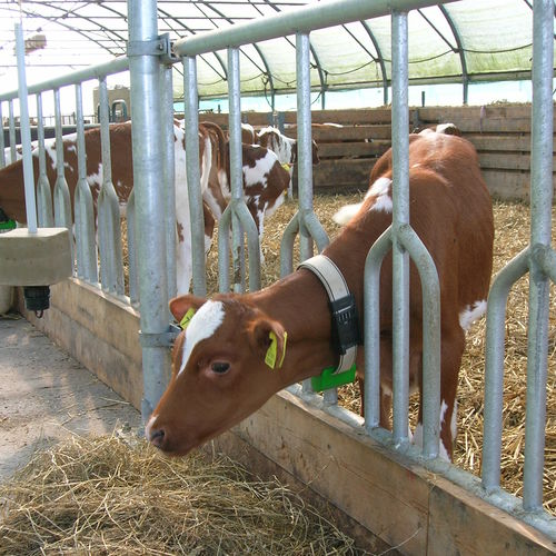乳牛用ヘッドロック - Palisadeline  - Spinder Dairy Housing Concepts - 子牛用 / 標準 / 管状構造