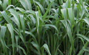 モロコシ属飼い葉 - AS5201 - Alta Seeds - 動物飼料用 / ハイブリッド型 / 生物学