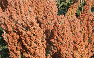 平均モロコシの種子 - AG2103 - Alta Seeds - 穀物
