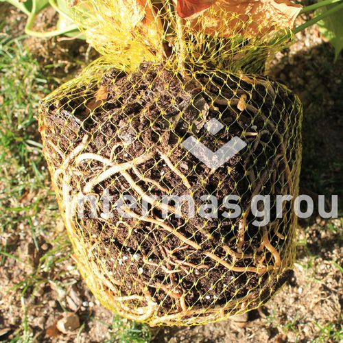 植物の支え用ネット - PLANTANET Series - INTERMAS - ポリエチレン / 樹木栽培用 / 庭用