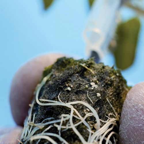 再使用可能プラグトレー - Pro plug - GRODAN - 長方形
