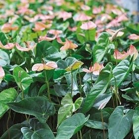 鉱物綿植物育成培地 - Grocube - GRODAN - ソイルブロック / 多孔質