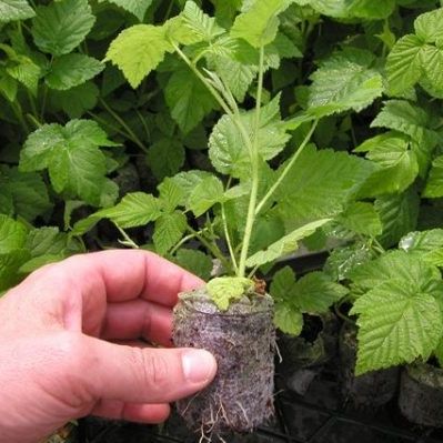 ココピート植物育成培地 - 7C - Jiffy Products International BV - ココナッツ ファイバー製 / ソイルブロック / 栓形