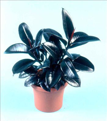 多年生緑色植物 - Ficus elastica 'Burgundy' - AG 3 Inc - 屋内用 / ラスティック