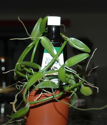 多年生顕花植物 - Orchid - Vanilla planifolia - AG 3 Inc - つる植物用