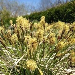 多年生顕花植物 - Carex pensylvanica 'Straw Hat'  - AG 3 Inc - 黄色 / 庭用