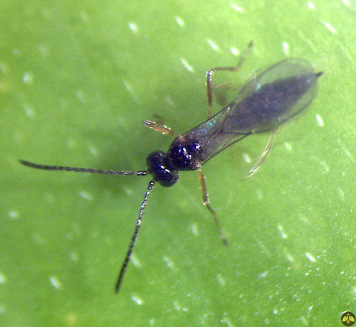 アブラムシ駆除用スズメバチ Aphidiusforce Beneficial Insectary Inc