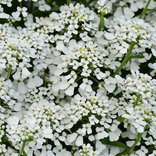 多年生顕花植物 - Iberis Summer Snowdrift - Darwin Perennials - 白色 / 庭用 / ハイブリッド型