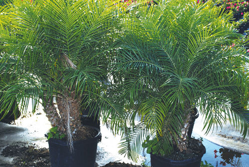 多年生緑色植物 - Roebellenii Palm - K&M Nursery - 庭用