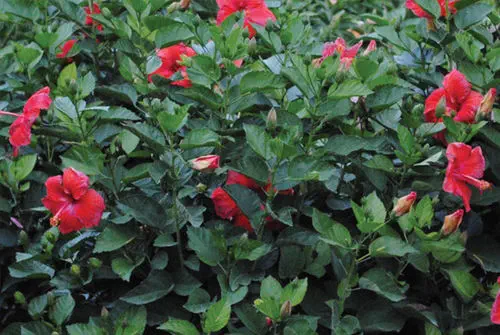 花壇用花が咲く低木 - Hibiscus President Red - K&M Nursery - 赤い花の