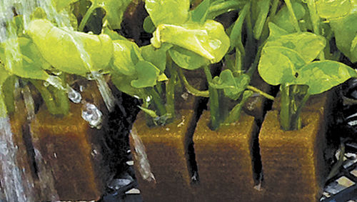 ミズゴケ植物育成培地 - INVITRO  - OASIS Grower Solutions - 栓形 / ソイルブロック