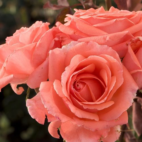 ピンク顕花植物 - America™ - Star® Roses and Plants - つる植物用 / 切断用 / 香り付き
