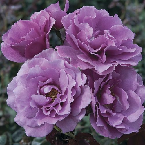 顕花植物　紫 - Angel Face - Star® Roses and Plants - 庭用 / 香り付き