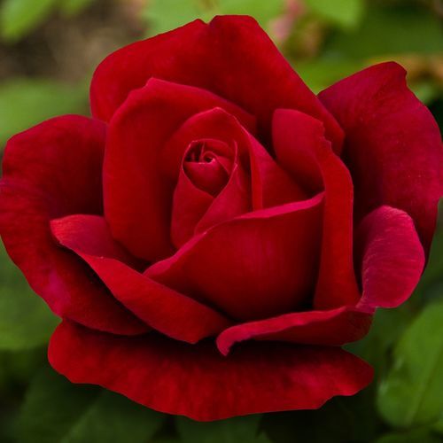 顕花植物　赤 - Chrysler Imperial - Star® Roses and Plants - 切断用 / 香り付き / ハイブリッド型