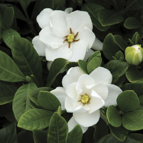 鉢用花が咲く低木 - Gardenia ‘Buttons’ - Star® Roses and Plants - 白い花の