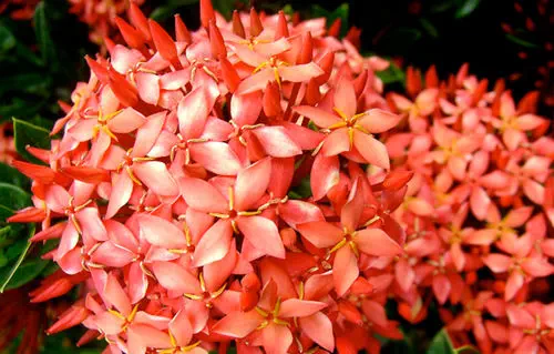 赤い花 178554-12548329.webp