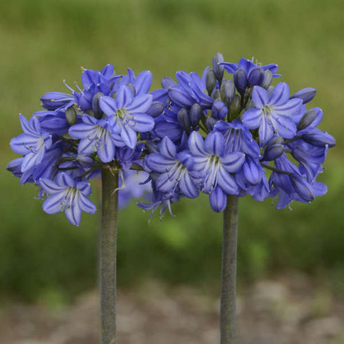 多年生顕花植物 - Agapanthus 'Galaxy Blue' - Walters Gardens Inc - 青色 / 紫 / 切断用