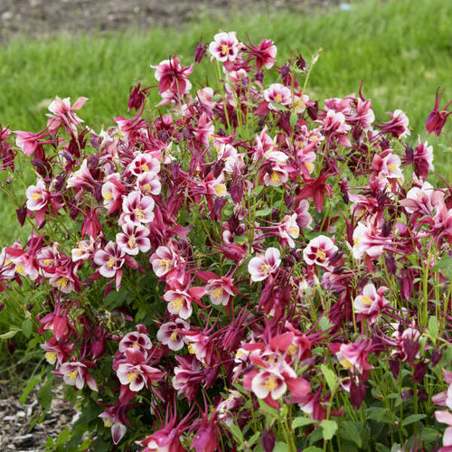 多年生顕花植物 - Aquilegia EARLYBIRD™  - Walters Gardens Inc - 白色 / 赤 / 庭用