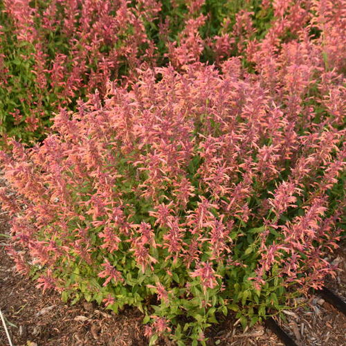 オレンジ顕花植物 - Agastache 'Guava Lava' - Walters Gardens Inc - 切断用 / 庭用 / チョウの引き付け用