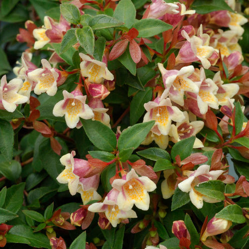 多年生顕花植物 - Sunny Anniversary™  - Willowbend Nursery Inc - 黄色 / 多色 / 香り付き