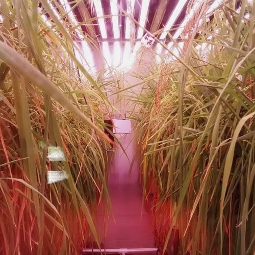植物成長用芽出し室 - BDW series - CONVIRON - 研究用