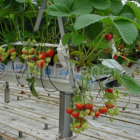 パーライト製植物育成培地 - Pull Rhenen - ばら詰め / 荒め