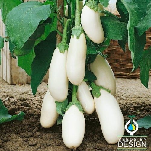 1年生ナスの種子 - Casper - Seeds by Design - つる植物用