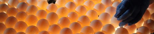センサ付きコントロールシステム - EMKA Incubators - 孵卵器 / デジタル / 通信式