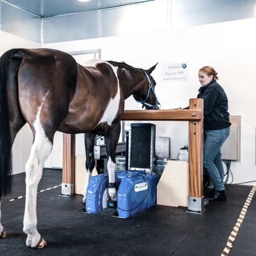 馬用動物用MRIシステム - Hallmarq Veterinary Imaging