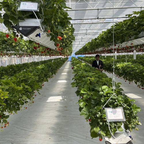 水耕栽培 - J. Huete Greenhouses