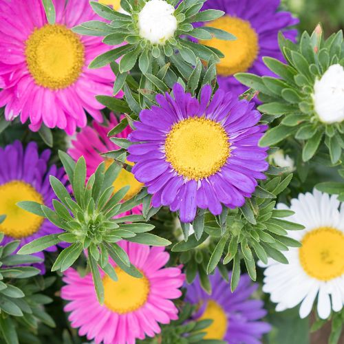 1年生顕花植物 - SUMMER - SATIVA - ピンク / 白色 / 紫