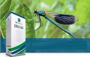 砂糖ビートの種子 - LIBELLULE - SesVanderHave - 叢根病抵抗性 / 葉枯れ病抵抗性