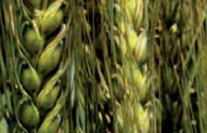 中晩生軟質小麦の種 - KORELI - agriobtentions - 冬 / うどんこ病抵抗性 / 耐フザリウム属菌抵抗性
