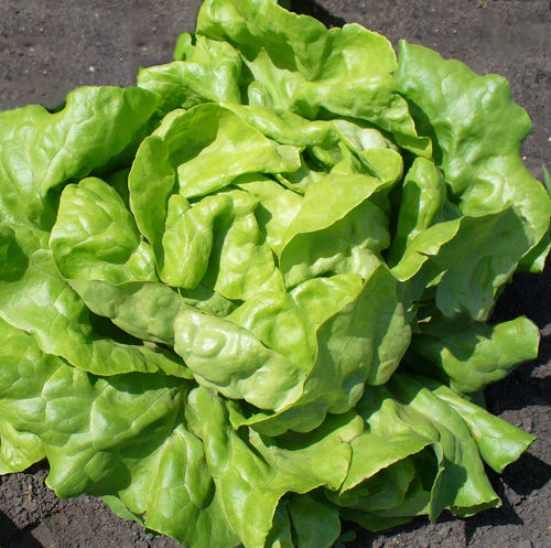 早生レタスの種子 - BUTTERHEAD - technisem