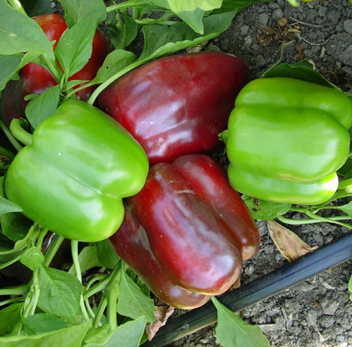 斑点細菌病抵抗性ピーマンの種 - Margarita - unitedgenetics - 赤 / ハウス栽培用 / 緑