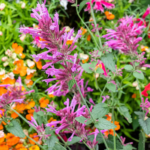 多年生花の種子 - Agastache cana - Select Seeds - ピンク / 庭用 / 鉢用