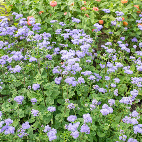 1年生花の種子 - Ageratum houstonianum - Select Seeds - 紫 / 青色 / 鉢用