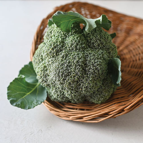 晩生ブロッコリーの種子 - Kariba - johnnyseeds - 1年生 / 耐フザリウム属菌抵抗性 / 冬