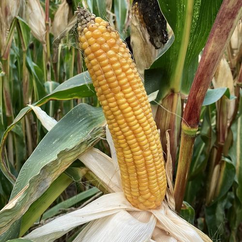 極早生トウモロコシの種子 - HEREFORD - Mas Seeds - サイレージ / 穀物 / 組み合わせ
