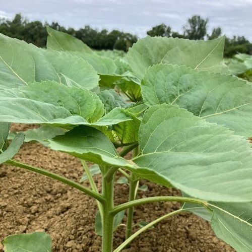 中生ヒマワリの種子 - MAS 835OL - Mas Seeds - スクレロティニア菌抵抗性 / フォーマ属抵抗性 / 倒伏防止