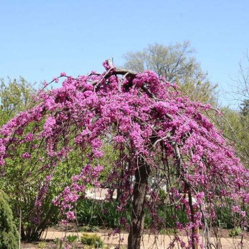 落葉性木 - Lavender Twist Weeping Redbud  - NatureHills