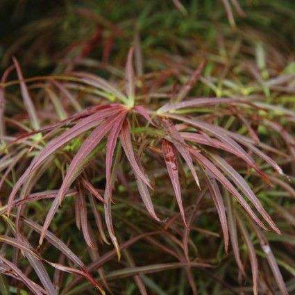 落葉性木 - RED PYGMY - Avant gardens