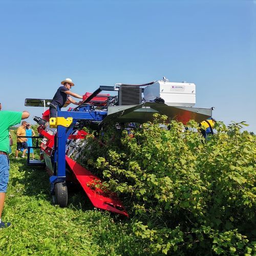 ベリー収穫機 - OSKAR A01 - JAGODA JPS Agromachines - クロフサスグリ / サスカツーン / 牽引式