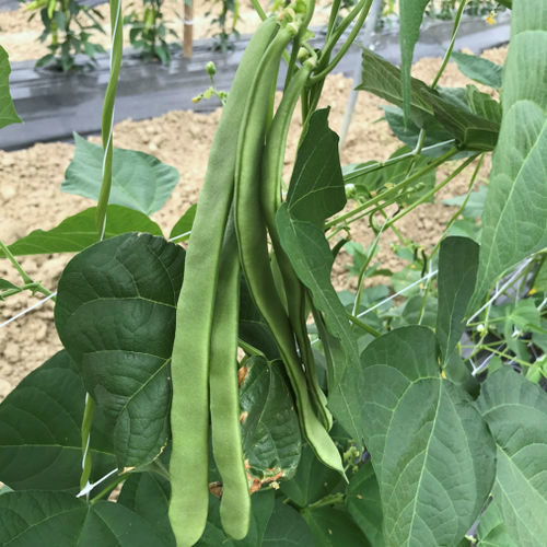 早生ソラ豆の種 - CRX 745 - CORA SEEDS srl - モザイク病抵抗性 / 1年生 / 秋