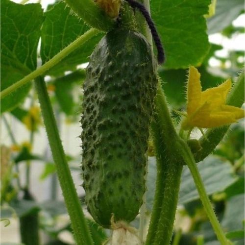 中生キュウリの種 - CRX 20014 F1 - CORA SEEDS srl - うどんこ病抵抗性 / 1年生